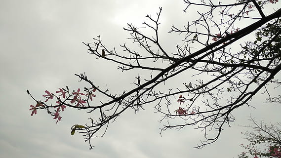 kapok, flower, dark, tree, branch, plant, nature, sky, springtime, beauty in nature, flowering plant, cloud - sky, fragility, freshness, growth, low angle view, blossom, no people, day, outdoors, bare tree, food and drink, cherry blossom, plum blossom, cherry tree, 4K, CC0, public domain, royalty free