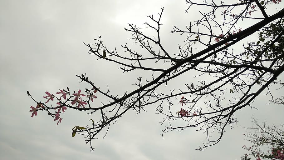 kapok, flor, fosc, arbre, branca, planta, naturalesa, cel, primavera, bellesa a la natura, planta amb flors, núvol - cel, fragilitat, frescor, creixement, vista d’angle baix, cap gent, dia, a l'aire lliure, arbre nu, menjar i beguda, flor de cirerer, flor de pruna, cirerer, 4K