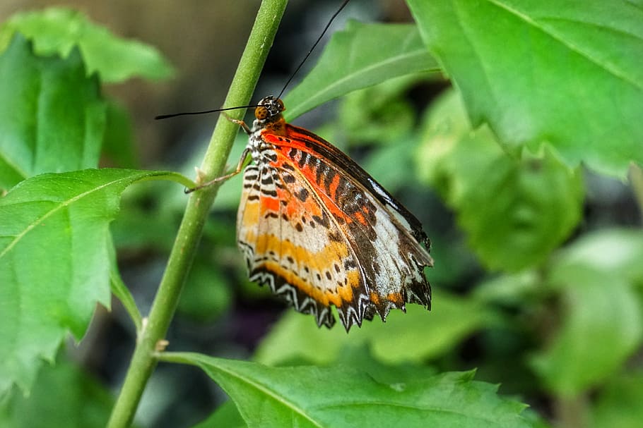 papallona, cremallera de lleopard, naturalesa, insecte, full, a l'aire lliure, flora, jardí, vida salvatge, primer pla, salvatge, temes d'animals, fauna animal, animal, un animal, invertebrat, part de la planta, animals a la natura, color verd, planta, bellesa a la natura, papallona - insecte, ala dels animals, part del cos dels animals, cap gent, color taronja, 4K
