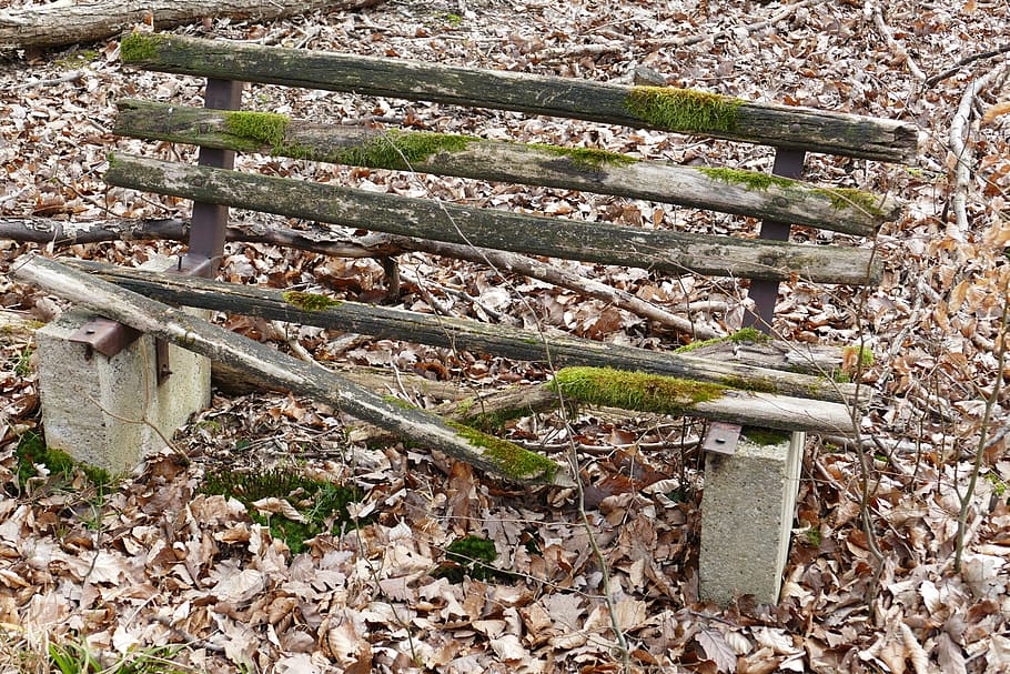 banca, foresta, natura, vecchio, panchina, solitudine, posto in banca, idillio, le foglie, muschio, rottura, parte vegetale, foglia, giorno, terra, nessuno, pianta, legno - materiale, avvicinamento, metallo, campo, all'aperto, vista dall'alto, crescita, parete, albero, danneggiato, arrugginito, 5K