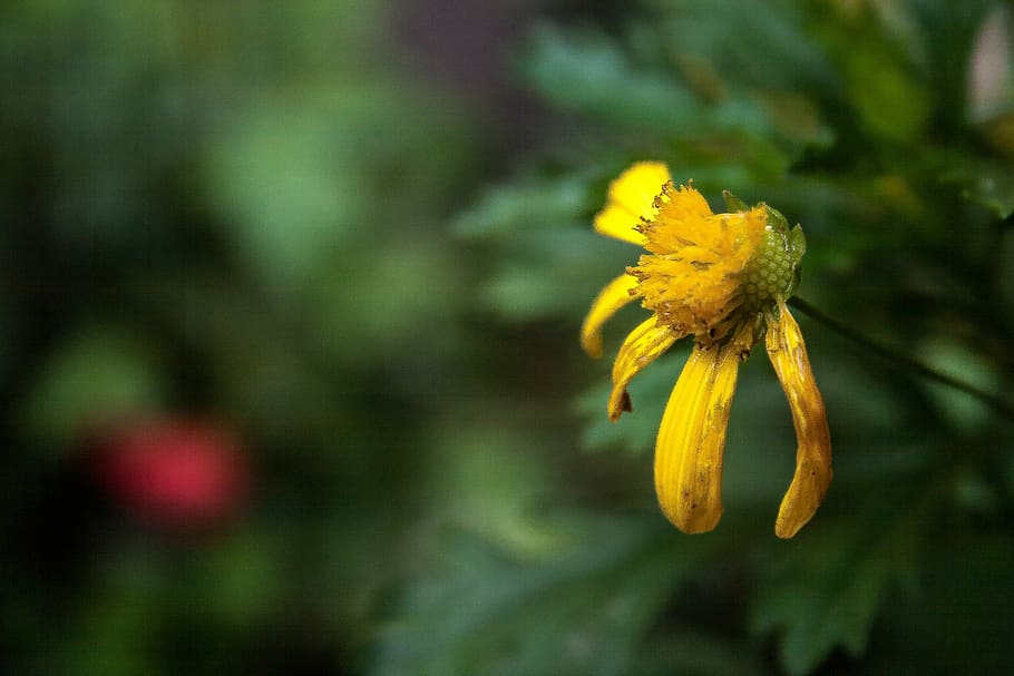flor, flor danyada, flors, groc, planta amb flors, planta, frescor, bellesa a la natura, primer pla, naturalesa, fragilitat, vulnerabilitat, cap de flor, inflorescència, cap gent, a l'aire lliure, pètal, centrar-se en primer pla, creixement, dia, primavera, 4K