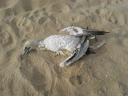 toter Vogel, Strand, Verschmutzung, Vogel, Erhaltung, Storch, Umgebung, Meer, Ökologie, verschmutzt, Marine, Problem, Umwelt, Ozean, Wurf, Küste, ein Tier, Tierwelt, keine Leute, Sand, Tiere in freier Wildbahn, Tier, Tierthemen, Wirbeltier, Land, High Angle View, Natur, Tag, Gruppe von Tieren, draußen, Haustiere, Jungtier, Tierfamilie, weißes Fleisch, 2K, CC0, gemeinfrei, lizenzfrei