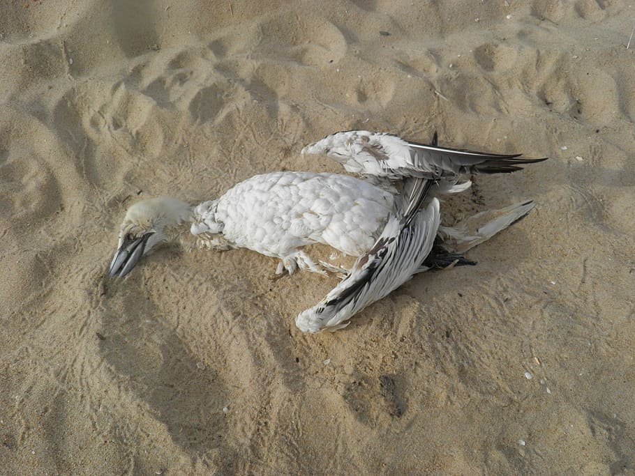 ocell mort, platja, Pol · lució, ocell, conservació, cigonya, medi ambient, mar, ecologia, contaminat, marí, problema, ambiental, oceà, escombraries, Costa, un animal, fauna animal, cap gent, sorra, animals a la natura, animal, temes d'animals, vertebrats, terra, vista d’angle alt, naturalesa, dia, grup d’animals, a l'aire lliure, animals domèstics, animal jove, família d’animals, carn blanca, 2K