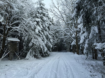vintervei, skog, jegeren var, skogssti, vinterlig, trær, gå, vinter, snø, natur, tre, kaldtemperatur, utendørs, frost, vær, årstid, landskap, is, hvit, anlegg, veien forover, ingen folk, retning, dekker, skjønnhet i naturen, hvit farge, transport, land, bilspor, dag, ro, vei, rolig scene, synkende perspektiv, snowing, 2K, CC0, offentlig domene, opphavsrett gratis