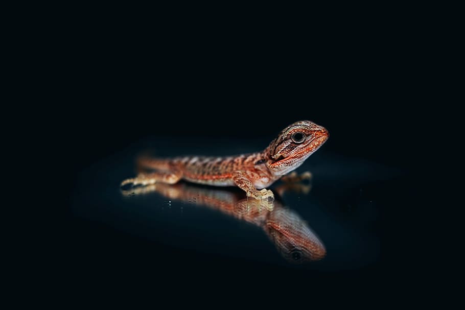 agama barbuto, Drago barbuto, lucertola, rettile, buio, nero, occhi, a falde, animali, ritratto, bilancia, natura, Agama, barbuto, temi animali, un animale, animale, fauna selvatica, sfondo nero, animali allo stato selvatico, vertebrato, girato in studio, nessuno, avvicinamento, parte del corpo animale, in casa, copia spazio, vista laterale, notte, vista profilo, testa di animale, marino, 5K