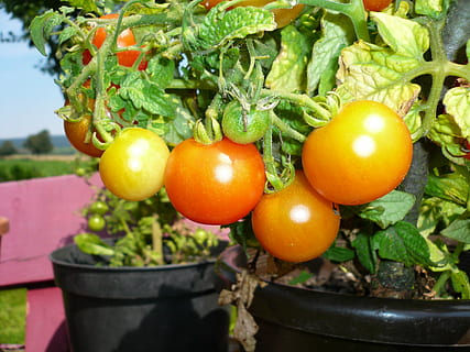 Tomaten, Topf, das Bio-Essen, rot, Grün, Lebensmittel, Gemüse, Vegetarier, frisch, Vitamine, Makro, Garten, Obst, gesund, Essen und Trinken, Frische, Landwirtschaft, draußen, Tag, gesundes Essen, Wachstum, Blatt, Wohlbefinden, Pflanze, Natur, Pflanzenteil, Tomate, keine Leute, orange Farbe, grüne Farbe, reif, Orange, 2K, CC0, gemeinfrei, lizenzfrei