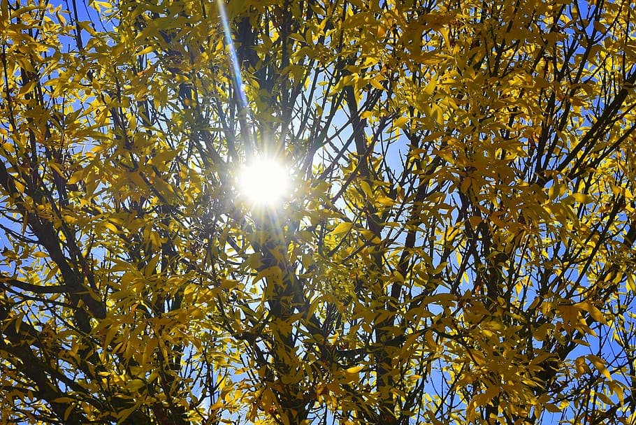 tardor, groc, sol, arbre, fulles, temporada, naturalesa, colors de la tardor, colors, llum solar, planta, vista d’angle baix, bellesa a la natura, creixement, cel, tranquil·litat, full, cap gent, branca, dia, part de la planta, raig de sol, flare de la lent, assolellat, a l'aire lliure, streaming, brillant, copa de l'arbre, 4K
