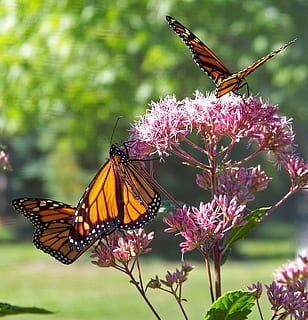 tři, oranžové a černé motýly, růžový, květ ixora, během dne, selektivní, zaostřovací fotografie, motýl, monarcha, hmyz, křídlo, lepidoptera, létat, létající, květiny, krmení, anténa, ekologie, pyl, opylit, proboscis, fauna, bezobratlý, zvířat, květ, zvířecí křídlo, kvetoucí rostlina, jednoho zvířete, zvíře, zvířata ve volné přírodě, motýl - hmyz, rostlina, krása v přírodě, křehkost, růst, Příroda, okvětní lístek, svěžest, detail, květu hlavy, opylování, nikdo, venku, 1080P, CC0, veřejná doména, bez autorských práv
