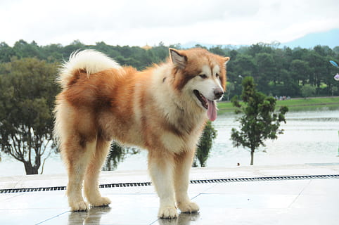 promenade, jouer, drainer, parc, un animal, mammifère, chien, animaux domestiques, national, canin, animal, thèmes animaux, personne, vertébré, permanent, toute la longueur, vue de côté, regardant, expression du visage, se concentrer sur le premier plan, la nature, journée, halètement, vue de profil, bouche ouverte, 4K, CC0, domaine public, libre de droits