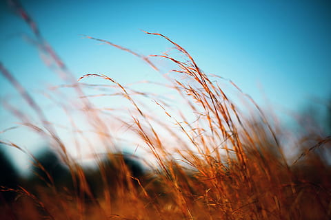 selektiv, fokus fotografering, brun, gress, blå, himmel, fokus bilde, wheath, Lukk, bilde, hvete plante, felt, hvete, natur, sommer, utendørs, sollys, eng, ingen folk, solnedgang, sol, anlegg, fargebilde, landskap, skjønnhet i naturen, selektiv fokusering, vekst, ro, land, dag, nærbilde, avling, landlige scene, jordbruk, kornblanding, timothy gress, gresstrå, 4K, CC0, offentlig domene, opphavsrett gratis