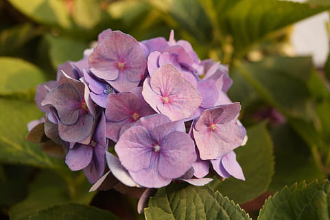 gėlė, žiedas, žydi, vasara, violetinė, augalų, pobūdį, gėlė violetinė, makro, violetinė gamykla, maža gėlė, gėlės grafika, žydintys augalai, žiedlapis, pažeidžiamumas, šviežumas, Iš arti, žiedynas, trapumas, gėlių galva, grožis gamtoje, Hortenzija, augimą, rausvos spalvos, nėra žmonių, sutelkti dėmesį į naujas žinias, lapai, augalų dalis, lauke, pavasarį, alyvinė, 5K, CC0, Viešasis domenas, nemokamai