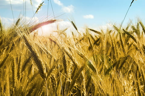 getrocknet, Weizen Foto, Weiß, Blau, Wolken, tagsüber, Mais, Roggen, kłos, Körner, Ernte, Der Stamm, Stroh, Landschaft, Sommer-, Pflanze, Farmer, Landwirtschaft, Felder, der Anbau von, Lebensmittel, Getreide, Mehl, Feld, Dorf, Natur, Weizen, Getreidepflanze, ländliche Szene, Bauernhof, reif, Gelb, Wachstum, Himmel, goldfarben, Samen, draußen, Land, Nahansicht, Sonnenlicht, Schönheit in der Natur, keine Leute, Umgebung, Gerste, Hafer - Ernte, 2K, CC0, gemeinfrei, lizenzfrei