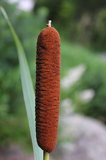natureza, roca, outono, reed, cana, focar em primeiro plano, fechar-se, dia, ninguém, Comida, comida e bebida, Castanho, plantar, ao ar livre, metal, frescura, crescimento, vermelho, grama, único objeto, foco seletivo, alimentação pouco saudável, suspensão, cor verde, 2K, CC0, domínio público, royalty free