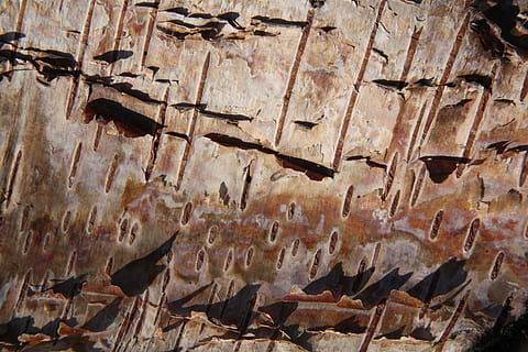 tekstura, srebrna brzoza, brzoza, kora, szczekać, brzozowy, Natura, srebro, drzewo, brzoza, wzór, tło, bagażnik samochodowy, starożytny, rock - obiekt, żadnych ludzi, wewnątrz, zbliżenie, dzień, tła, pełna ramka, na dworze, zbudowana struktura, niski kąt widzenia, architektura, teksturowane, Ściana, brązowy, duża grupa obiektów, światło słoneczne, zwierzę, wiszące, metal, 4K, CC0, domena publiczna, darmowe zdjęcia