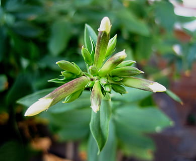 Blumen, Knospen, Weiß, Öffnung, Stern platzte, Blätter, Grün, Natur, Pflanze, Blatt, Nahansicht, Blume, Wachstum, grüne Farbe, Schönheit in der Natur, Fokus auf den Vordergrund, keine Leute, Frische, blühende Pflanze, Pflanzenteil, Tag, selektiver Fokus, Zerbrechlichkeit, Knospe, Verletzlichkeit, Anfänge, draußen, Blütenkopf, Kelchblatt, 2K, CC0, gemeinfrei, lizenzfrei