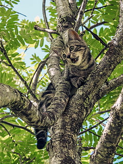 marró, tabby, gatet, superior, tronc de l'arbre, gat, enganxat, arbre, camuflatge, animal, la pota, mirant, ajuda, trampa, un animal, branca, temes d'animals, fauna animal, mamífer, planta, vista d’angle baix, vertebrats, felí, naturalesa, animals a la natura, cap gent, dia, animals domèstics, mascotes, relaxació, color verd, bigotis, 2K, CC0, domini públic, lliure de regalies