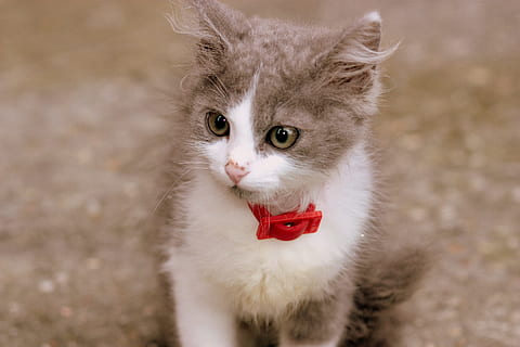grå, hvid, killing, rød, krave, kat, lille, nuttet, pete, indenlandske kat, kigger på kameraet, kæledyr, dyre temaer, husdyr, et dyr, indenlandske, pattedyr, feline, portræt, hvirveldyr, ingen mennesker, tæt på, bakkenbart, ungt dyr, 4K, CC0, offentligt domæne, royaltyfrie