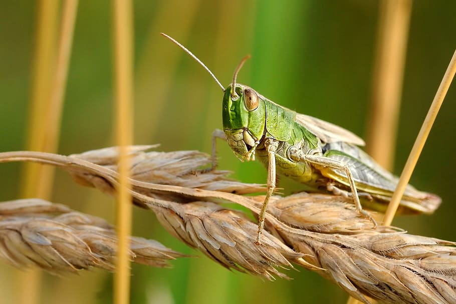 verde, cavalletta, Marrone, Grano, locusta del deserto, insetto, macro, natura, un animale, fauna selvatica, temi animali, animali allo stato selvatico, avvicinamento, colore verde, nessuno, all'aperto, animale, invertebrato, concentrarsi sulle conoscenze acquisite, pianta, messa a fuoco selettiva, giorno, parte del corpo animale, zoologia, crescita, 2K