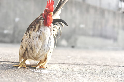 găină albă și brună, permanent, gri, beton, suprafaţă, cocoș alb, alb, maro, cocoş, podea, pui, păsări de curte, pasăre, animal, pui de pasăre, cocoşel, fermă, natură, agricultură, șeptel, în aer liber, pană, rural, un animal, animale tematice, nici o persoana, animale vertebrate, zi, oraș, să se concentreze asupra primelor elemente, lungime totală, drum, animale în sălbăticie, animale sălbatice, lumina soarelui, animale domestice, animal de sex masculin, 5K, CC0, domeniu public, fără drepturi de autor