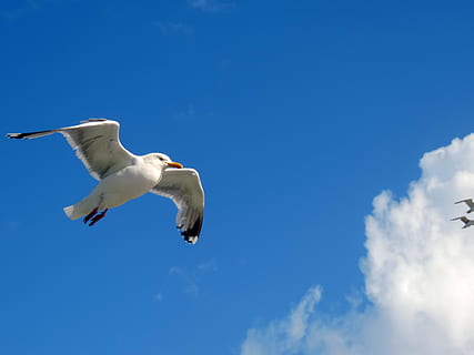 gabbiano, cielo, volare, blu, animale, natura degli uccelli, nuvole, dom, gabbiano in volo, cielo blu, vacanza, mare, superiore, alto, spiaggia, Borkum, isola, mare del Nord, estate, costa, ala, volante, temi animali, Inquadratura dal basso, un animale, fauna selvatica, uccello, animali allo stato selvatico, nuvola - cielo, ali spiegate, vertebrato, natura, nessuno, mezz'aria, movimento, Colore bianco, giorno, 4K, CC0, dominio pubblico, privo di copyright