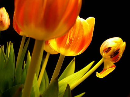 tulip, bunga-bunga, layu, hitam, merah, bunga, tanaman berbunga, menanam, kesegaran, kerapuhan, kerentanan, daun bunga, merapatkan, keindahan di alam, pertumbuhan, kepala bunga, hal berkembang, warna oranye, tidak ada orang, alam, latar belakang hitam, bunga tulp, tembakan studio, warna cerah, fokus selektif, serbuk sari, 1080P, CC0, domain publik, bebas royalti