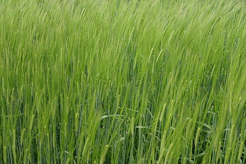 Gerste, Frühling, kann, Pflanze, grüne Farbe, Wachstum, Feld, Hintergründe, Landwirtschaft, ländliche Szene, Land, Landschaft, Vollbild, Gras, Schönheit in der Natur, Natur, Ernte, keine Leute, Getreidepflanze, Bauernhof, Tag, Ruhe, Frische, draußen, Grashalm, 2K, CC0, gemeinfrei, lizenzfrei