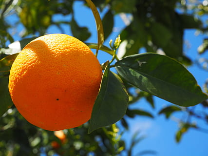 oranžový, ovoce, pomerančovník, citrusové ovoce, strom, brčál, citrus, diamantová zelená, rutaceae, citrusový strom, sladká oranžová, oranžový háj, listy, zdravý, vitamíny, ovocný, výživa, Lahodné, vitaminhaltig, zralý, sladký, vitamín C, keř, tropické ovoce, větev, ovocný strom, rostlina, jídlo, o, středomoří, frisch, letní, Zdravé stravování, list, rostlinné části, jídlo a pití, oranžová barva, Příroda, růst, zaměřit se na popředí, svěžest, detail, blahobyt, pomeranč, nikdo, venku, 4K, CC0, veřejná doména, bez autorských práv