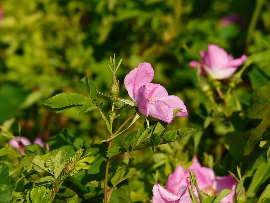 rosa de gossos, flor, flor de roses, florir, rosa, rosa canina, hageman rose, rosa salvatge, hivernacle de roses, rosàcies, color rosa, full, planta, pètal, naturalesa, planta amb flors, bellesa a la natura, creixement, frescor, part de la planta, vulnerabilitat, fragilitat, primer pla, cap de flor, inflorescència, centrar-se en primer pla, color verd, cap gent, dia, a l'aire lliure, porpra, 4K
