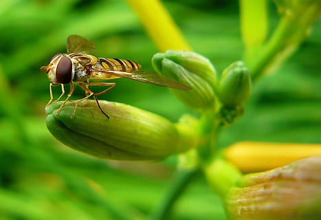 Hover Wasp, hoverfly, vabzdys, vabzdžių makro, pobūdį, makro, skristi, žiedas, žydi, augalų, makro nuotrauka, gyvūnų pasaulį, gyvūnams, gyvūnas, fauna, flora, lelija, Uždaryti, sparnas, mažas, makro fotografija, sėdi, skrydžio vabzdžiai, bestuburiai, gyvūnų temos, Iš arti, gyvūnų gyvūnija, vienas gyvūnas, žalia spalva, augalų dalis, lapai, maisto, Maistas ir gėrimai, šviežumas, gėlė, gyvūnų sparnas, atrankinis dėmesys, grožis gamtoje, nėra žmonių, lauke, 1080P, CC0, Viešasis domenas, nemokamai