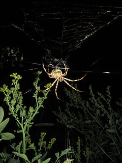aranya, argiope argentata, nit, teranyina, aràcnids, fragilitat, planta, primer pla, cap gent, artròpode, temes d'animals, un animal, naturalesa, creixement, animal, invertebrat, insecte, fauna animal, vulnerabilitat, a l'aire lliure, bellesa a la natura, fons negre, fosc, web, complexitat, 4K, CC0, domini públic, lliure de regalies