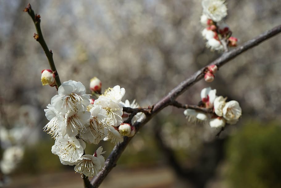 fiori di pruno, fiori, primavera, pianta fiorita, fiore, fragilità, pianta, fiorire, vulnerabilità, bellezza nella natura, freschezza, crescita, ramo, albero, fiore di ciliegio, Colore bianco, concentrarsi sulle conoscenze acquisite, ramoscello, natura, petalo, avvicinamento, infiorescenza, nessuno, testa di fiore, ciliegio, polline, all'aperto, fiore di pruno, 5K