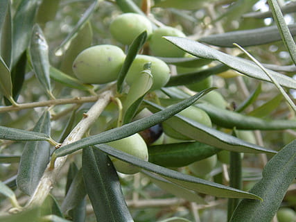 olivera, fulles, oval, plantes, full, branques, branca, olives verdes, plantes d'oliva, menjar, color verd, menjar i beguda, creixement, planta, primer pla, cap gent, alimentació saludable, naturalesa, Oliva, frescor, dia, vegetals, arbre, bellesa a la natura, part de la planta, benestar, fruita, madur, 5K, CC0, domini públic, lliure de regalies