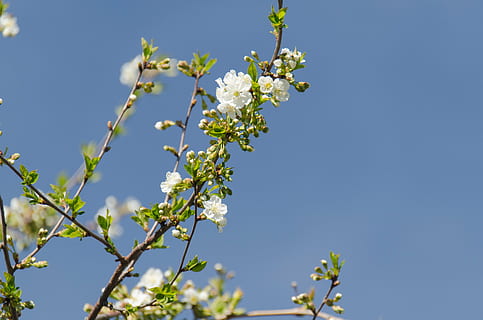 cirera, flor, fulles, branca, primavera, florir, jardí, brot, flors blanques, cel, blau, creixement, naturalesa, cel clar, arbre, dia, cap gent, planta amb flors, planta, frescor, bellesa a la natura, fragilitat, vulnerabilitat, vista d’angle baix, Color blanc, primer pla, a l'aire lliure, cap de flor, flor de cirerer, 4K, CC0, domini públic, lliure de regalies