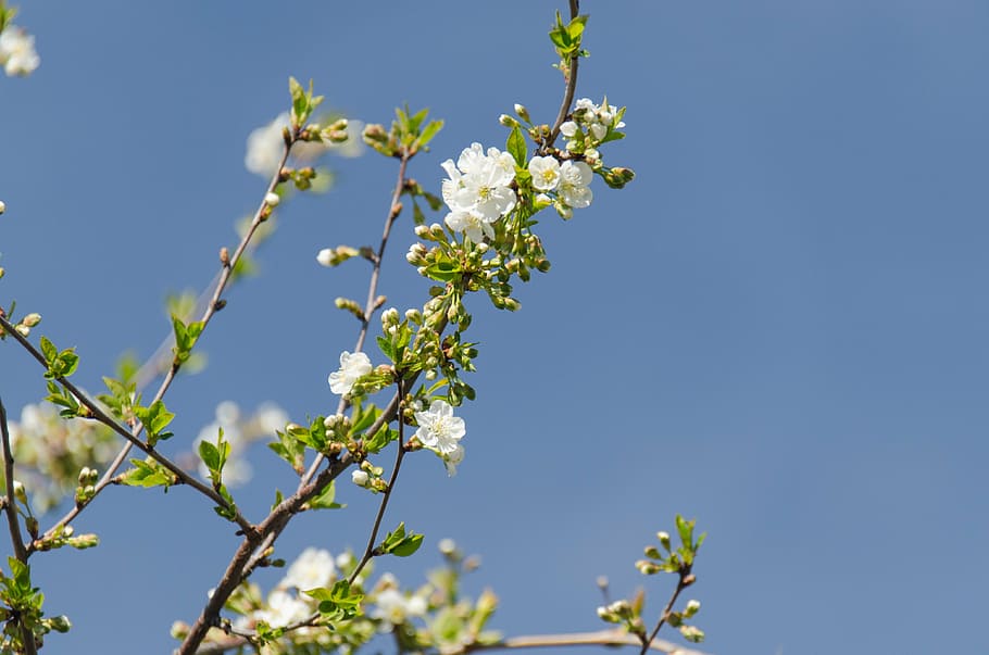 cirera, flor, fulles, branca, primavera, florir, jardí, brot, flors blanques, cel, blau, creixement, naturalesa, cel clar, arbre, dia, cap gent, planta amb flors, planta, frescor, bellesa a la natura, fragilitat, vulnerabilitat, vista d’angle baix, Color blanc, primer pla, a l'aire lliure, cap de flor, flor de cirerer, 4K