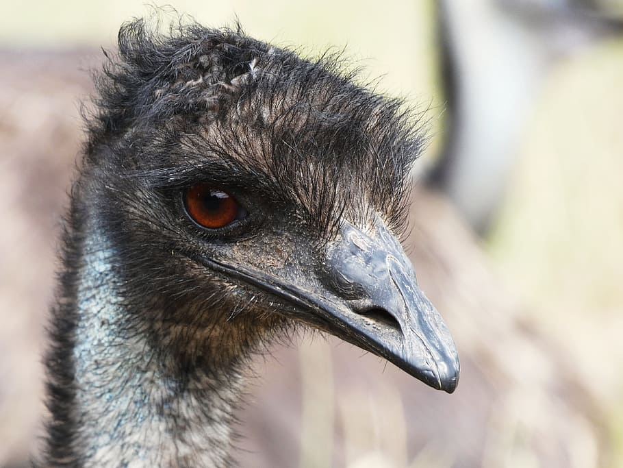 emu, cap, ull, cara, pell, cap emu, factura, tancar, laufvogel sense vol, retrat, gran ocell, retrat d'ocells, fauna animal, animals a la natura, un animal, ocell, temes d'animals, primer pla, animal, vertebrats, centrar-se en primer pla, part del cos dels animals, estruç, bec, cap d’animals, dia, cap gent, naturalesa, mirant, a l'aire lliure, mirant cap a fora, ull d’animals, coll d'animals, 4K