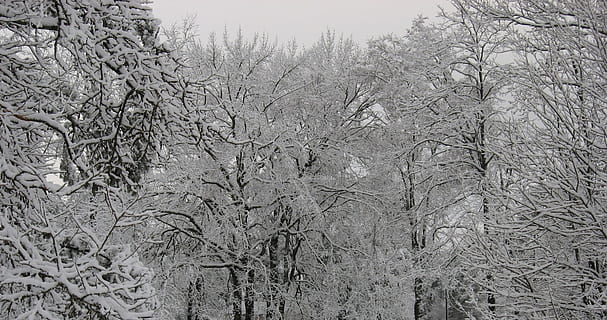 inverno, alberi, la neve, ghiaccio, stagione, inverno, alberi, paesaggio, bianca, brina, pino, ramo, congelato, naturale, di stagione, nevoso, all'aperto, coperto, tempo metereologico, nevicata, ze, sempreverde, fresco, legna, fiocco di neve, campo, abete, orario invernale, croccante, freddo, aghi, boschi, solitudine, campagna, abete rosso, frigido, fogliame, rivestito, magico, temperatura fredda, natura, nessuno, albero, giorno, pianta, la tranquillità, bellezza nella natura, terra, crescita, albero nudo, cielo, scena tranquilla, foresta, scenics - natura, 720P, CC0, dominio pubblico, privo di copyright