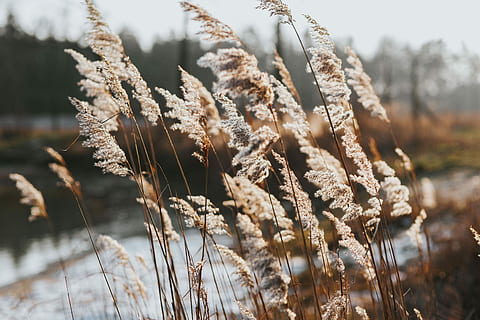 walk, lake, by the lake, water, dog, swan, nature, plant, outdoors, winter, no People, close-up, cereal plant, growth, agriculture, crop, focus on foreground, day, tranquility, beauty in nature, selective focus, field, land, brown, grass, dry, sky, vulnerability, cold temperature, sunlight, dead plant, stalk, 5K, CC0, public domain, royalty free