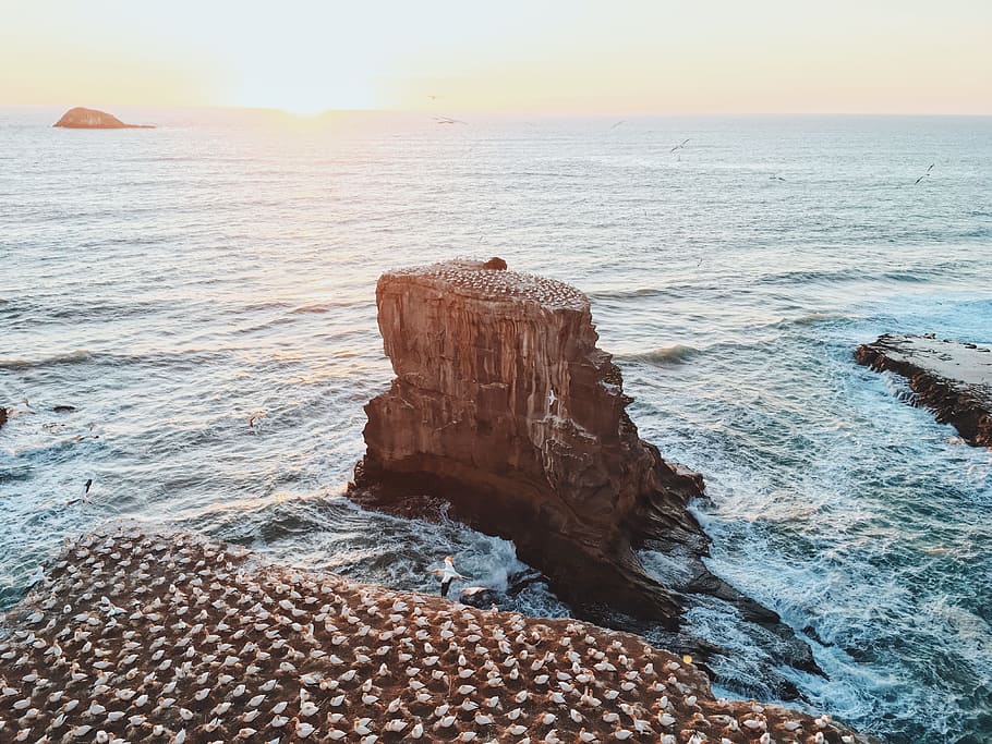 oceano, costa, uccelli, gregge, arroccato, molti, vista aerea, scogliere, aereo, mare, natura, acqua, cielo, roccia, bellezza nella natura, orizzonte sull'acqua, orizzonte, roccia - oggetto, scenics - natura, solido, spiaggia, terra, la tranquillità, scena tranquilla, formazione rocciosa, tramonto, giorno, idilliaco, 4K