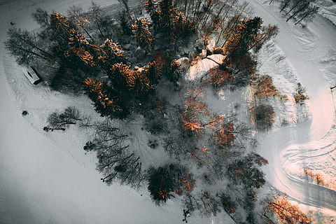 antenne, Foto, træer, sne, dækket, pathway, Brun, blade træer, snefelt, ski, spore, træ, udendørs, plante, vinter, kold temperatur, natur, skønhed i naturen, ingen mennesker, jord, ro, vækst, Frosset, scenics - natur, fyrretræ, rolig scene, dag, Skov, afdeling, nåletræ, snestorm, ekstremt vejr, 4K, CC0, offentligt domæne, royaltyfrie