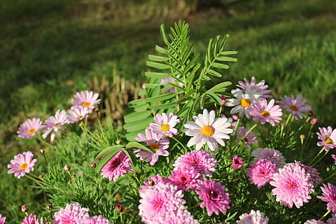flors, cluster, paisatge, flor, planta, planta amb flors, creixement, fragilitat, frescor, bellesa a la natura, vulnerabilitat, pètal, cap de flor, naturalesa, inflorescència, cap gent, dia, terra, camp, color verd, color rosa, centrar-se en primer pla, primer pla, a l'aire lliure, 5K, CC0, domini públic, lliure de regalies