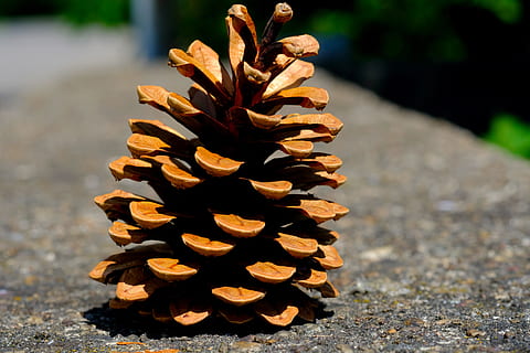 Kiefernzapfen, Kiefer, Baum, Zapfhahn, schließen, Nadelbaum, Makro, Natur, Kieferngewächshaus, Pflanze, immergrüner baum, Rahmen, groß, braun, schuppig, Wald, wunderschönen, holzig, auferstanden, öffnen, Sommer-, lamellar, trocken, Tannenzapfen, keine Leute, Fokus auf den Vordergrund, Nahansicht, Tag, Sonnenlicht, Stapel, Stillleben, draußen, Holz - Material, große gruppe von gegenständen, Fülle, Haufen, Pinaceae, Schatten, 5K, CC0, gemeinfrei, lizenzfrei