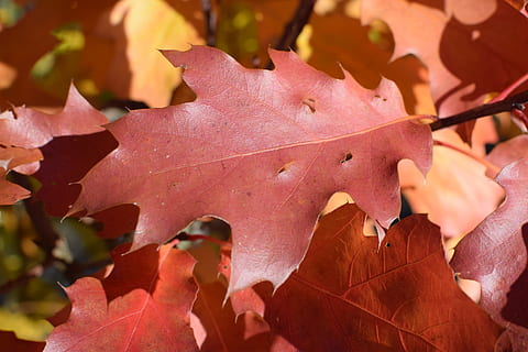 roble, otoño, rojo, colorante, árbol, bosque, surgir, hojas de roble, hojas, decoración, decoración de otoño, follaje de otoño, Dom, parte de la planta, hoja, cambio, de cerca, planta, belleza en la naturaleza, nadie, naturaleza, centrarse en primer plano, hoja de arce, día, seco, crecimiento, vulnerabilidad, vena de la hoja, fragilidad, al aire libre, patrón natural, condición natural, granate, 5K, CC0, dominio público, libre de derechos