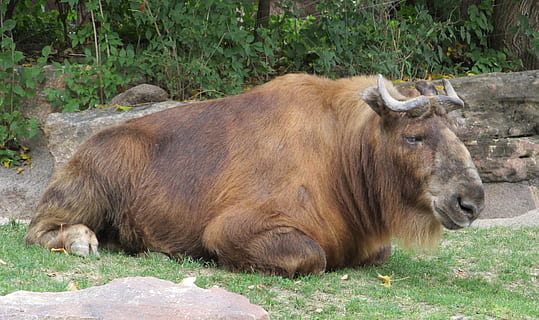 gnu, antílope, ungular, selvagem, natureza, animal, Castanho, mamífero, chifres, boi, temas animais, animais selvagens, um animal, plantar, vertebrado, terra, grama, animais domésticos, campo, dia, relaxamento, ninguém, doméstico, pecuária, pets, animais em estado selvagem, com chifres, ao ar livre, herbívoro, cabeça de animal, 2K, CC0, domínio público, royalty free