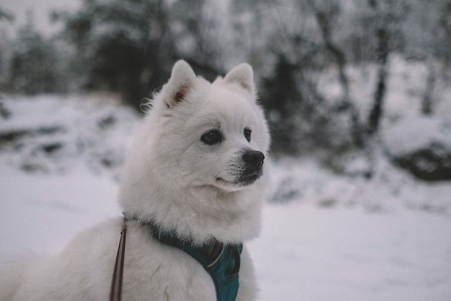 scurt acoperită, alb, câine, copaci, catelus alb catifelat, animal de companie, canin, zăpadă, un animal, animal, animale tematice, mamifer, iarnă, temperatura rece, intern, animale de companie, animale domestice, să se concentreze asupra primelor elemente, animale vertebrate, nici o persoana, in cautarea, culoare alba, natură, zi, în aer liber, cap de animal, ninsorile, 4K