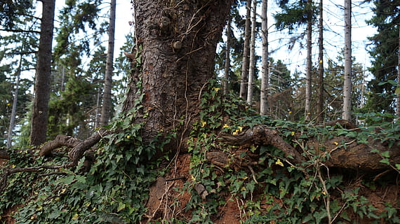 albero, radice, foresta, natura, conserva, Trabzon, padiglione Atatürk, pianta, vecchio, tronco d'albero, tronco, crescita, terra, la tranquillità, bellezza nella natura, giorno, bosco, colore verde, nessuno, muschio, Inquadratura dal basso, scena tranquilla, scenics - natura, scena non urbana, all'aperto, foresta pluviale, abbaiare, 5K, CC0, dominio pubblico, privo di copyright