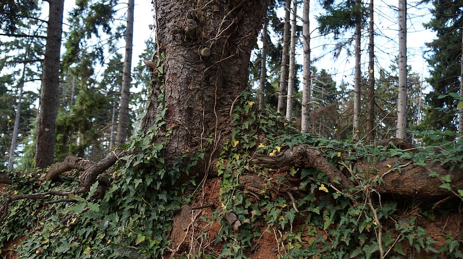 arbre, arrel, bosc, naturalesa, preservar, trabzon, pavelló atatürk, planta, vell, tronc de l'arbre, tronc, creixement, terra, tranquil·litat, bellesa a la natura, dia, color verd, cap gent, molsa, vista d’angle baix, escena tranquil·la, escenics - natura, escena no urbana, a l'aire lliure, selva tropical, escorça, 5K
