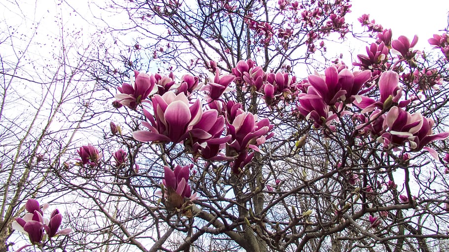 Magnolie, Frühlingsblumen, Frühling, Blume, pinke Farbe, blühen, Baum, Zerbrechlichkeit, Ast, Pflanze, blühende Pflanze, Frische, Schönheit in der Natur, Wachstum, Flachwinkelansicht, Verletzlichkeit, Natur, Himmel, Nahansicht, Tag, keine Leute, draußen, Blütenkopf, Kirschblüte, Kirschbaum, 4K