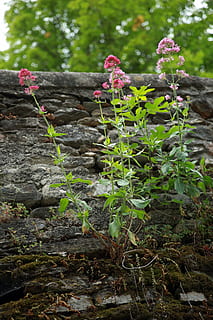 centranthus, kırmızı centrante, bitki, Çiçekler, doğa, duvar, pembe, kırmızı Çiçekler, kır çiçekleri, pembe çiçek, Bahar çiçekleri, yeşil, kediotu, bahar, bitki örtüsü, çiçekli, büyüme, gün, doğada güzellik, insansız, çiçek, çiçekli bitki, tazelik, bitki bölümü, kapatmak, Yaprak, arazi, açık havada, Güvenlik açığı, yeşil renk, kırılganlık, huzur, ağaç, katı, mor, 5K, CC0, kamu malı, telif ücretsiz