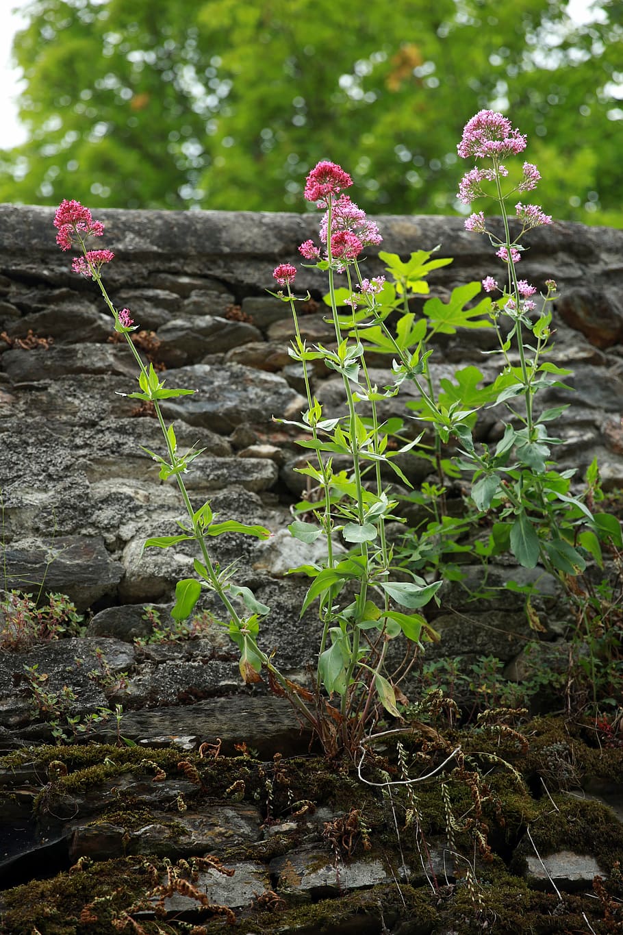 centranthus, vermell centrant, planta, flors, naturalesa, paret, rosa, flors vermelles, flors silvestres, flor rosa, flors de primavera, verd, valeriana, primavera, flora, floració, creixement, dia, bellesa a la natura, cap gent, flor, planta amb flors, frescor, part de la planta, primer pla, full, terra, a l'aire lliure, vulnerabilitat, color verd, fragilitat, tranquil·litat, arbre, sòlid, porpra, 5K