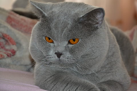 kucing, Inggris, moncong, lokal, mamalia, hewan, hewan peliharaan, tema binatang, binatang lokal, kucing rumahan, satu binatang, licik, merapatkan, Abu-abu, potret, kumis, fokus pada latar depan, dalam ruangan, tidak ada orang, bertulang belakang, mencari, melihat kamera, mata kuning, kepala hewan, mata binatang, 4K, CC0, domain publik, bebas royalti
